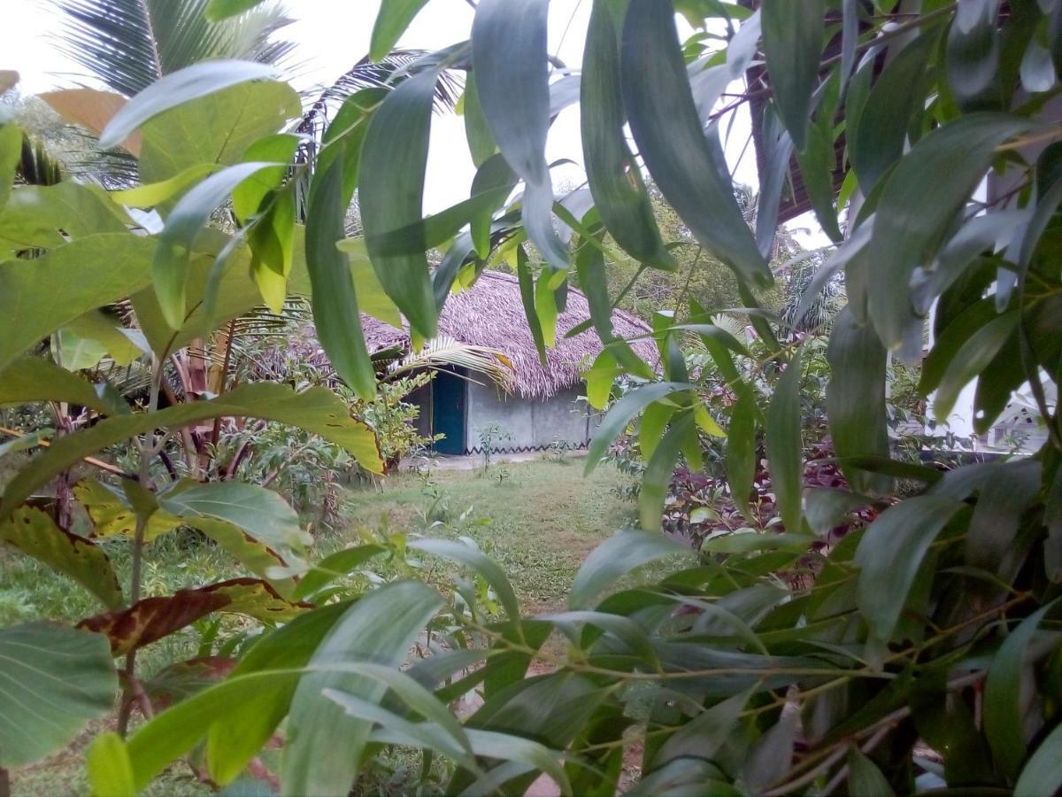 Mermaid Cabana And Tree Houses تانجالي المظهر الخارجي الصورة